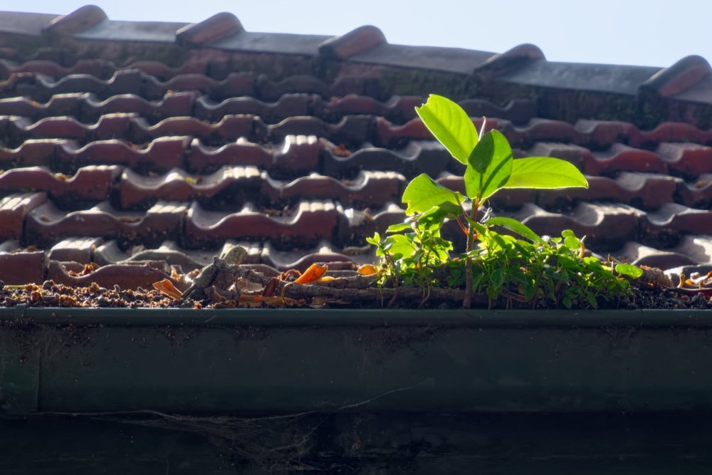 Gutter cleaning Yass